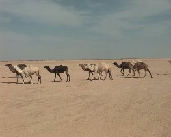 camels crossing!