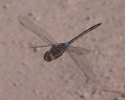 A dragonfly on Jafr Desert