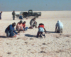 Sitting down to pick up stones